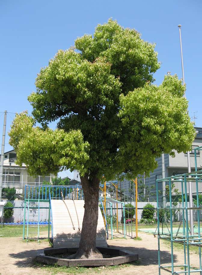 根の呼吸困難による衰弱したクスノキの樹木治療