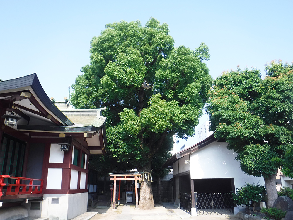 神社  剪定前