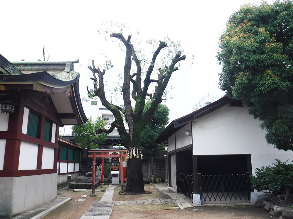 神社  剪定後