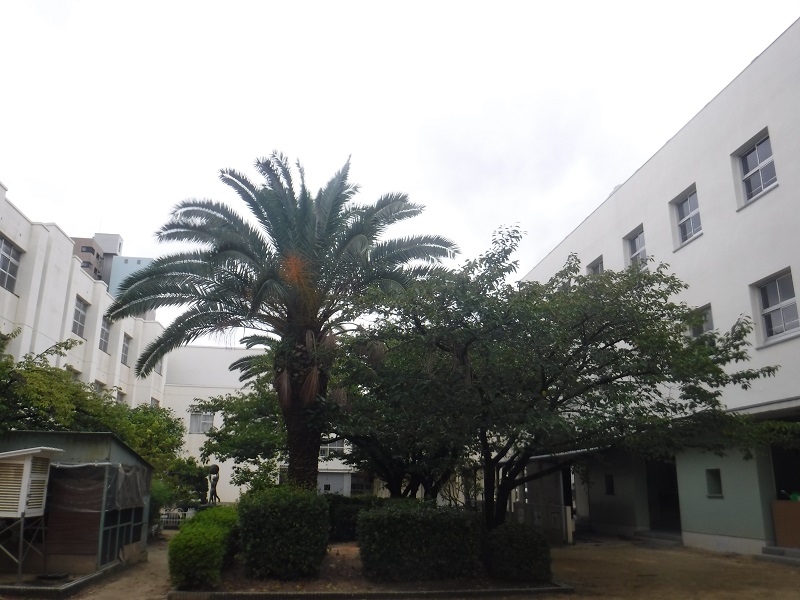 ヤシの木 剪定作業後